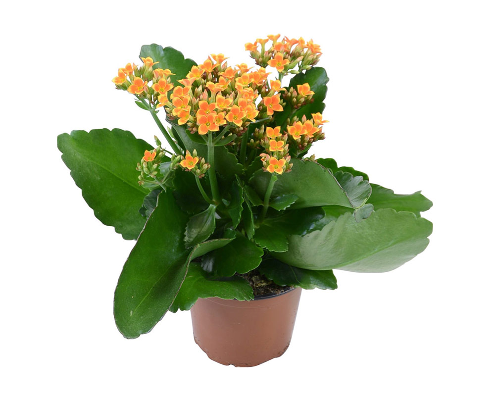 Kalanchoe Calandiva Colori Assortiti Vaso 11 cm