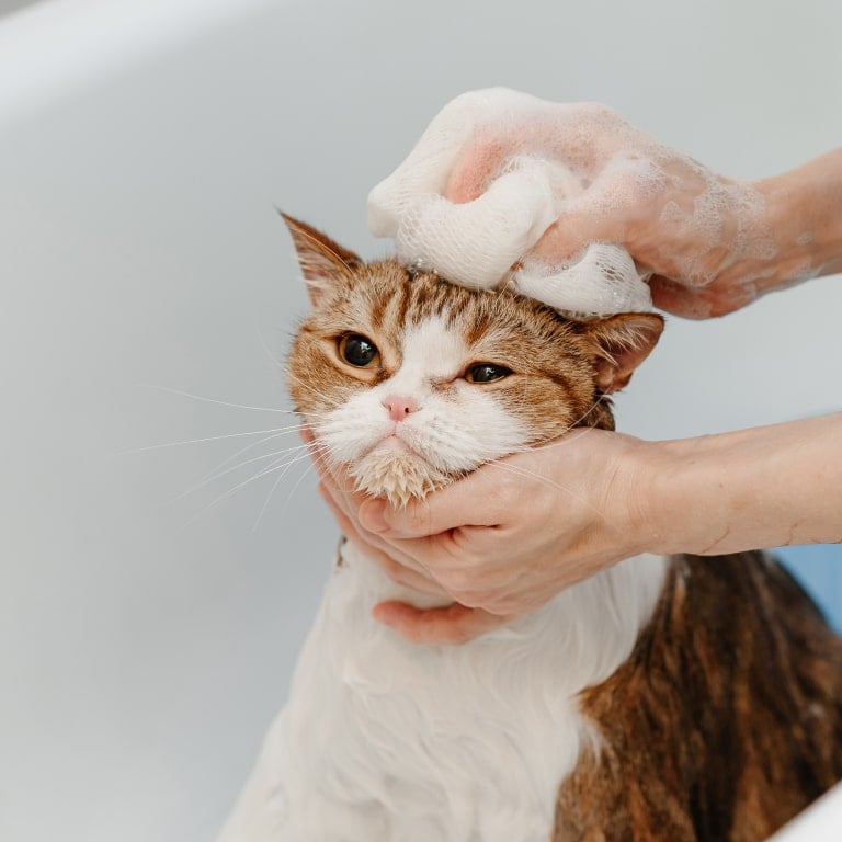 prodotti igiene gatto