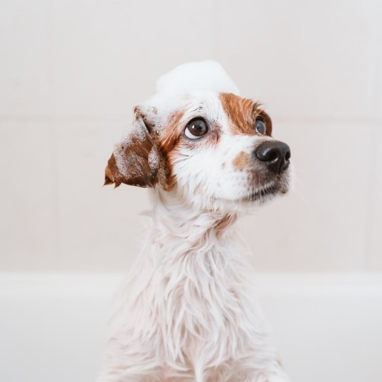 prodotti igiene cane